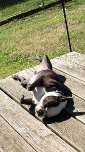 Twix can't resist a chance to bathe in the sun.