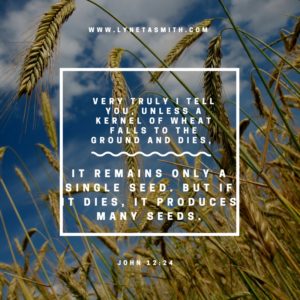 When God Grants an Unexpected Harvest, garden, drought