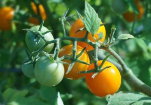 Garden, One Truth, God’s Love, Bohemian, Tomato, pruning